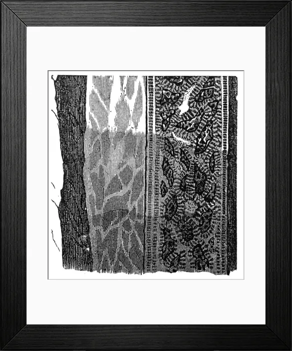 Framed Print : Section of a terrain, double vein Framed Print : Section of a terrain, double vein
