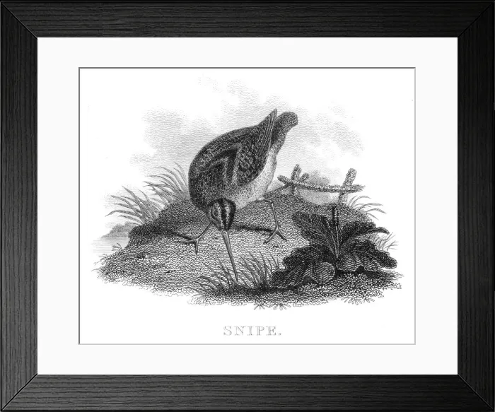 Framed Print : Snipe engraving 1812 Framed Print : Snipe engraving 1812