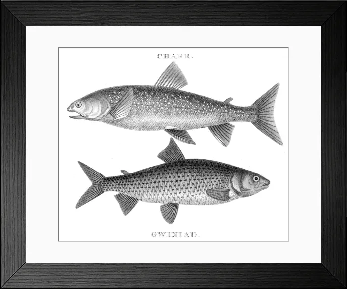 Framed Print : Fish pearch hooks engraving 1812 Framed Print : Fish pearch hooks engraving 1812
