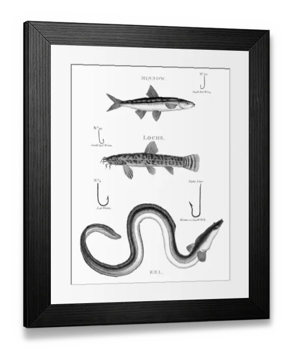 Framed Print : Fish ell hooks engraving 1812 Framed Print : Fish ell hooks engraving 1812