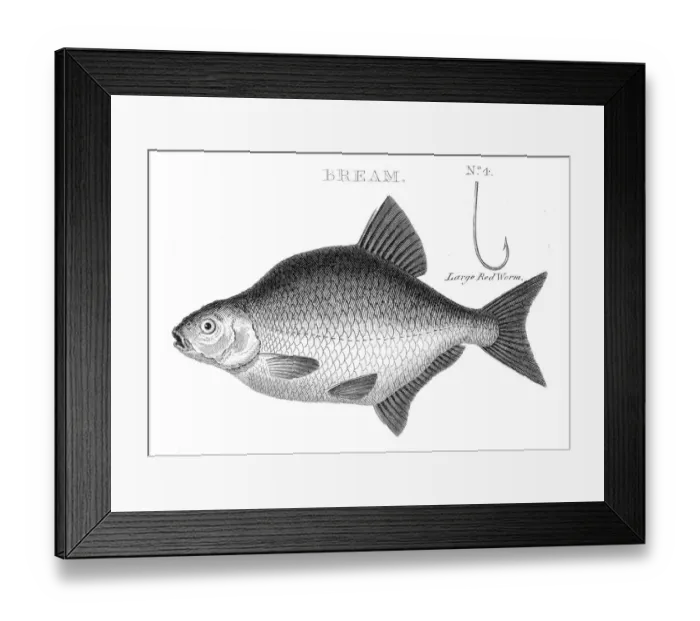 Framed Print : Fish bream hooks engraving 1812 Framed Print : Fish bream hooks engraving 1812