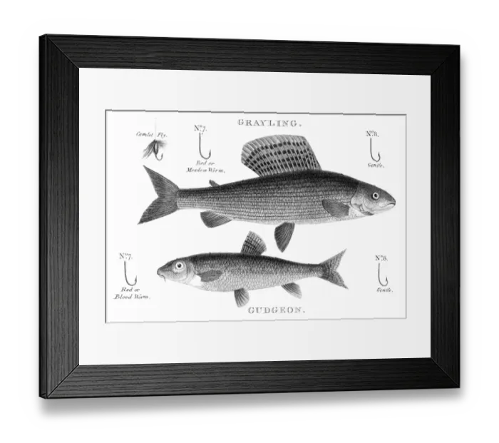 Framed Print : Gudgeon and grayling engraving 1812 Framed Print : Gudgeon and grayling engraving 1812