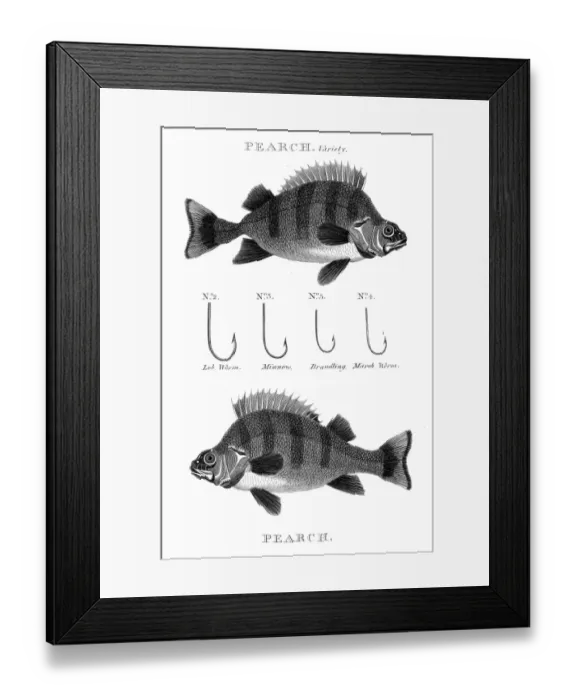 Framed Print : Fish pearch hooks engraving 1812 Framed Print : Fish pearch hooks engraving 1812