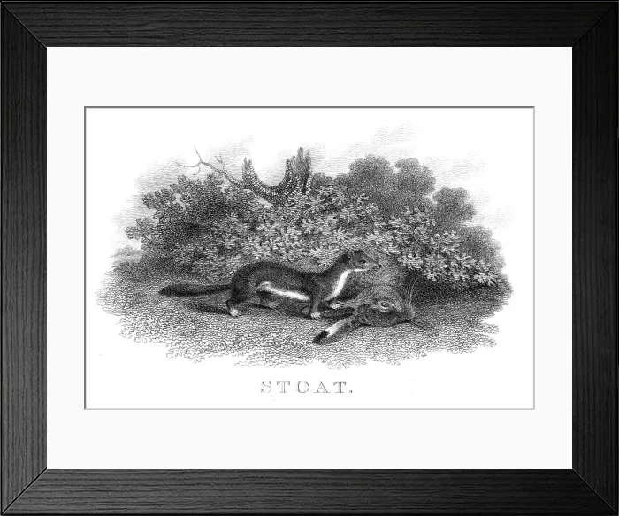 Framed Print : Stout engraving 1812 Framed Print : Stout engraving 1812