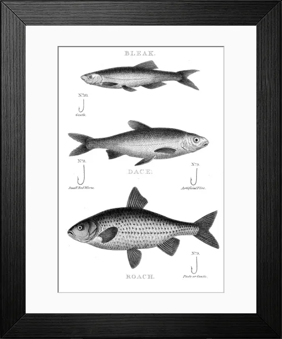 Framed Print : Fish hooks engraving 1812 Framed Print : Fish hooks engraving 1812