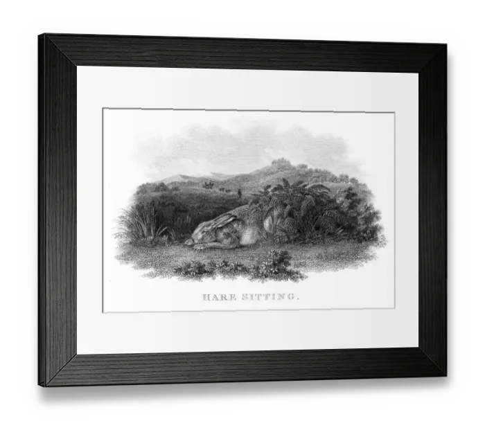Framed Print : Hare engraving 1812