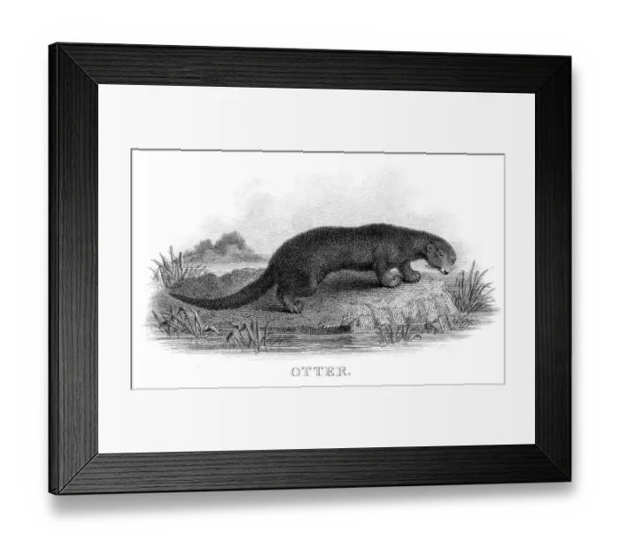 Framed Print : Otter engraving 1812
