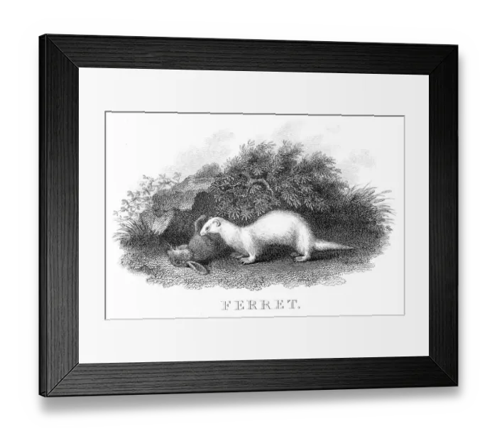 Framed Print : Ferret hunting engraving 1812 Framed Print : Ferret hunting engraving 1812