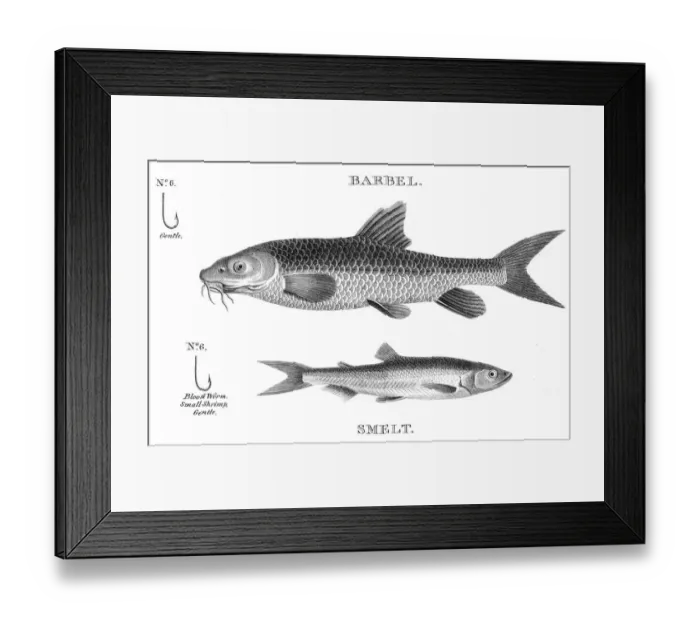 Framed Print : Smelt and barbel engraving 1812 Framed Print : Smelt and barbel engraving 1812