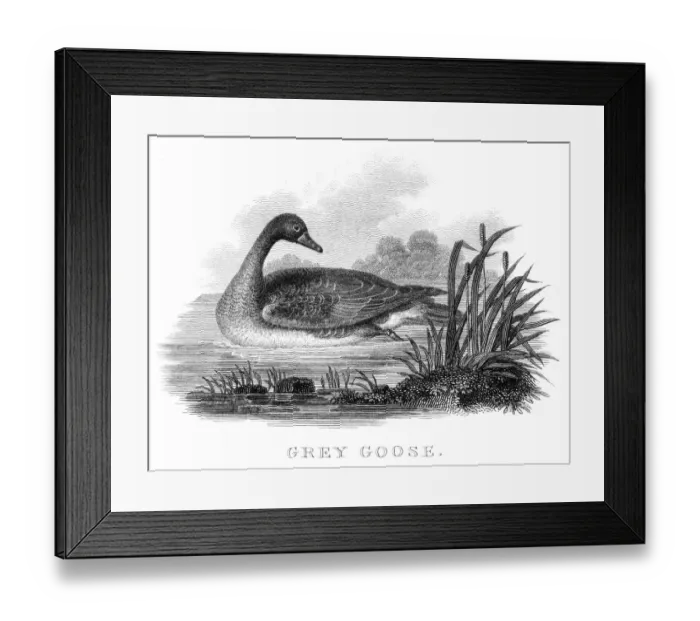 Framed Print : Grey goose engraving 1812 Framed Print : Grey goose engraving 1812