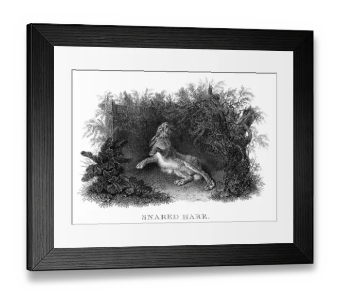 Framed Print : Snared hare engraving 1812 Framed Print : Snared hare engraving 1812
