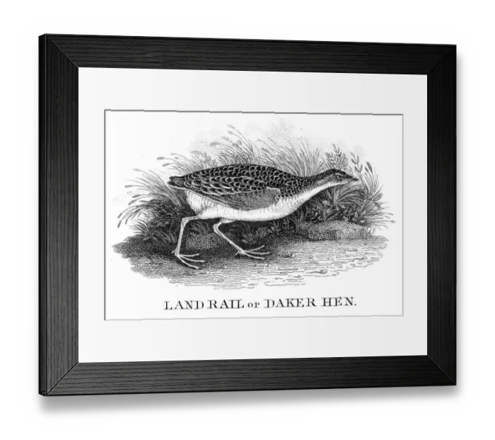 Framed Print : Daker hen engraving 1812 Framed Print : Daker hen engraving 1812