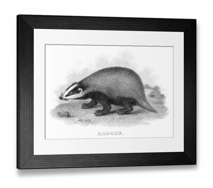 Framed Print : Badger engraving 1812 Framed Print : Badger engraving 1812