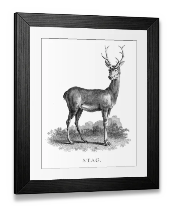 Framed Print : Stag deer engraving 1812 Framed Print : Stag deer engraving 1812