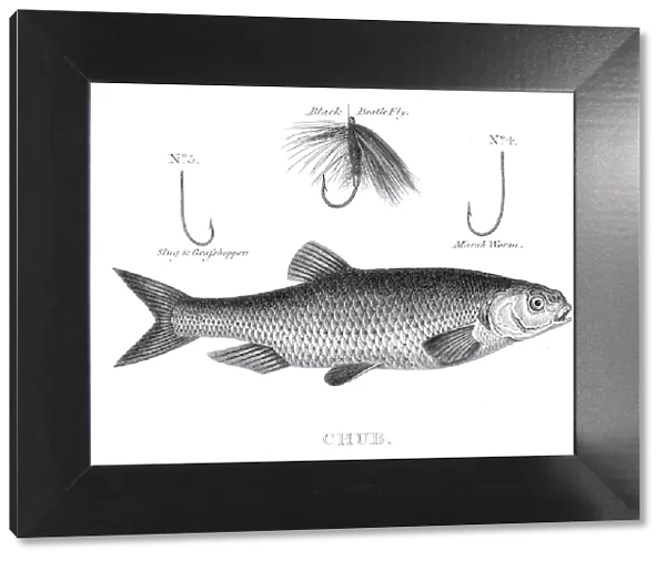 Fish chub hooks engraving 1812