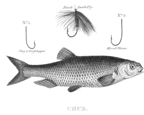 Fish chub hooks engraving 1812