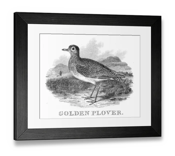 Framed Print : Golden plover engraving 1812 Framed Print : Golden plover engraving 1812