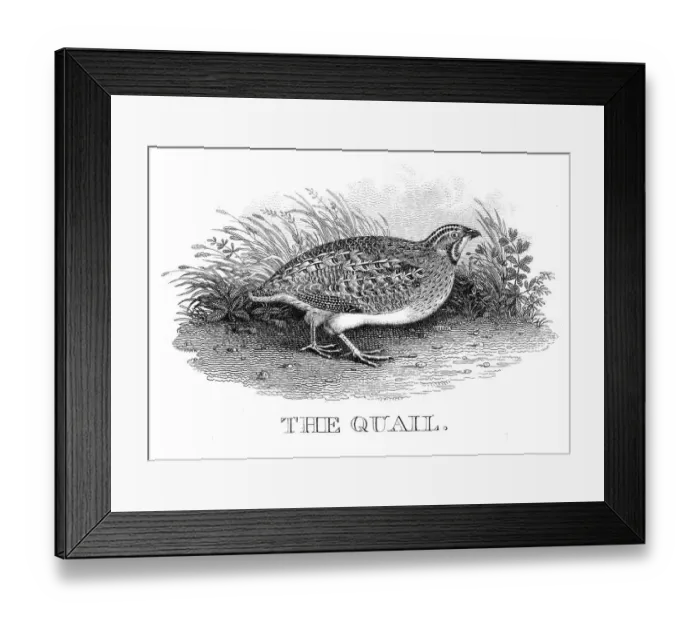 Framed Print : Quail engraving 1812 Framed Print : Quail engraving 1812