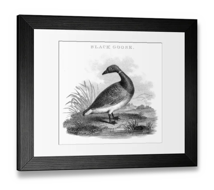 Framed Print : Black goose engraving 1812 Framed Print : Black goose engraving 1812