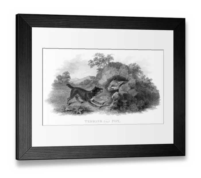 Framed Print : Terrier hunting a fox engraving 1812 Framed Print : Terrier hunting a fox engraving 1812