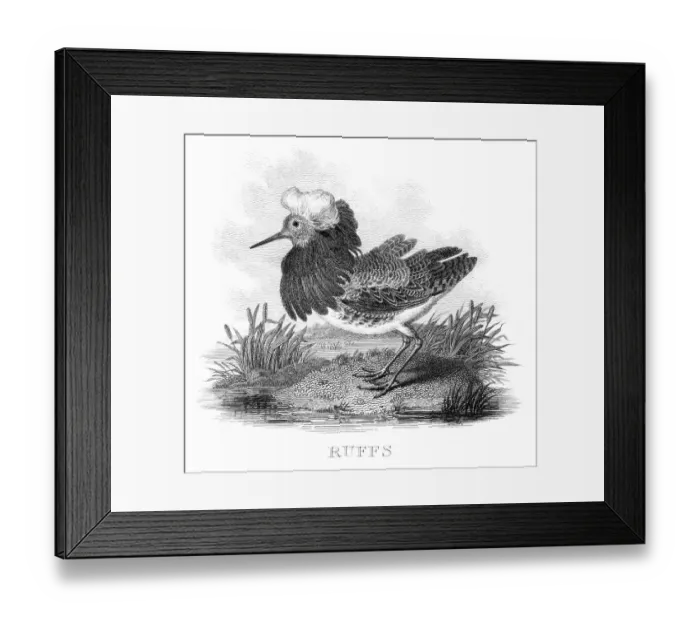 Framed Print : Ruffs engraving 1812 Framed Print : Ruffs engraving 1812