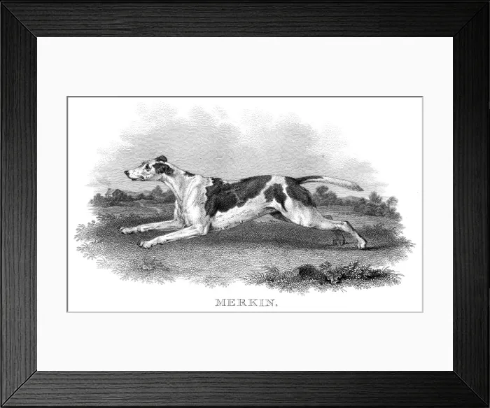 Framed Print : British hunting dog engraving 1812 Framed Print : British hunting dog engraving 1812
