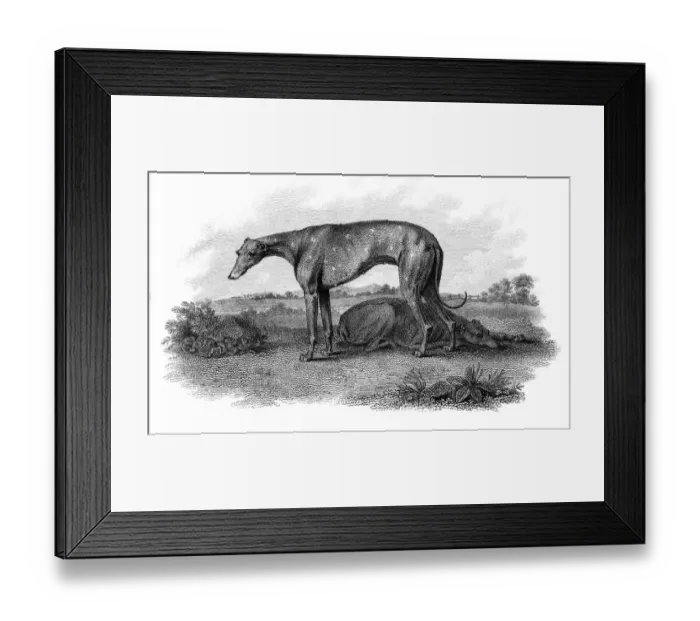 Framed Print : Greyhound hunting dogs engraving 1812 Framed Print : Greyhound hunting dogs engraving 1812