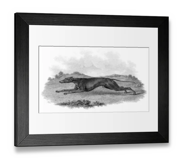 Framed Print : Greyhound hunting dog engraving 1812 Framed Print : Greyhound hunting dog engraving 1812