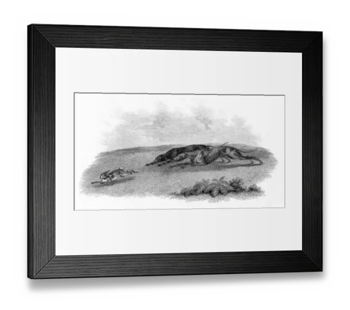 Framed Print : Greyhounds hunting hare engraving 1812 Framed Print : Greyhounds hunting hare engraving 1812