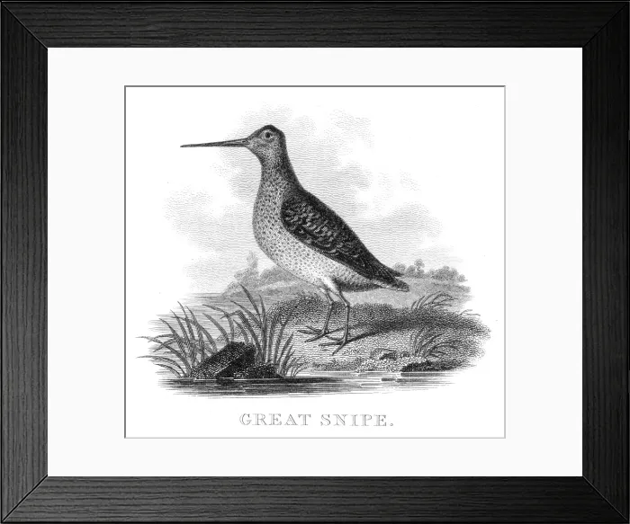 Framed Print : Great snipe engraving 1812 Framed Print : Great snipe engraving 1812