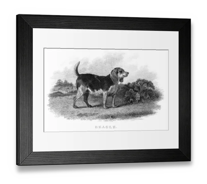 Framed Print : Beagle hunting dog engraving 1812 Framed Print : Beagle hunting dog engraving 1812