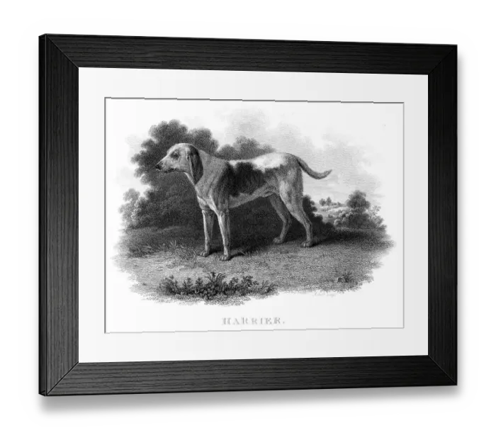Framed Print : Harrier hunting dog engraving 1812 Framed Print : Harrier hunting dog engraving 1812