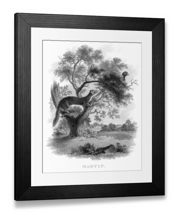 Framed Print : Marten hunting bird engraving 1812 Framed Print : Marten hunting bird engraving 1812