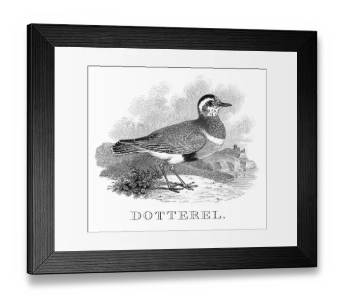 Framed Print : Dotterel engraving 1812 Framed Print : Dotterel engraving 1812