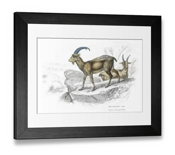 Framed Print : European wild goat lithograph 1884