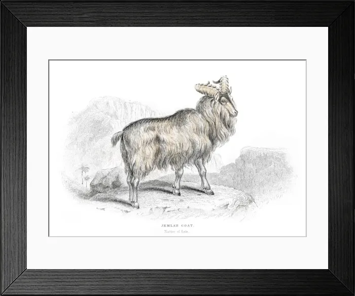 Framed Print : Asian mountain goat lithograph 1884 Framed Print : Asian mountain goat lithograph 1884