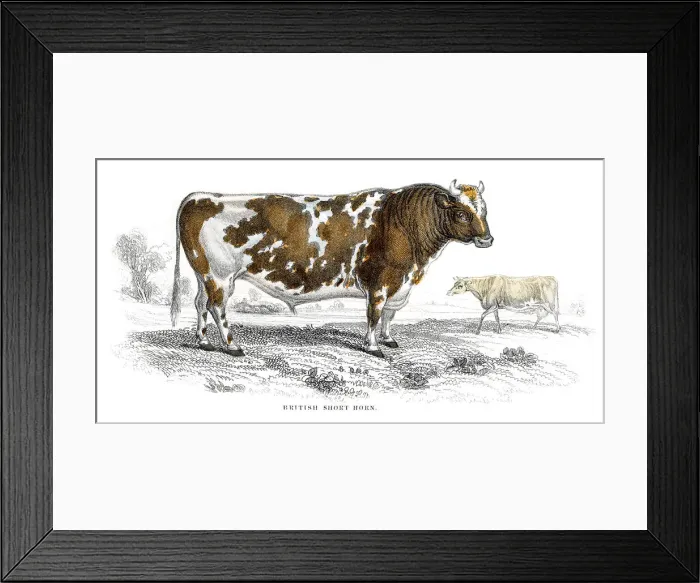 Framed Print : Short horn lithograph 1884 Framed Print : Short horn lithograph 1884