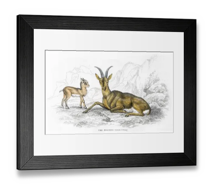 Framed Print : European wild goat lithograph 1884 Framed Print : European wild goat lithograph 1884