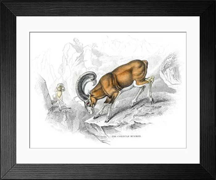 Framed Print : Mufflon goat lithograph 1884
