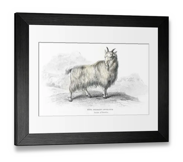 Framed Print : Wool antelope lithograph 1884 Framed Print : Wool antelope lithograph 1884