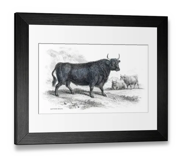 Framed Print : Highland cattle lithograph 1884 Framed Print : Highland cattle lithograph 1884