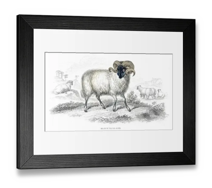 Framed Print : Black faced ram lithograph 1884