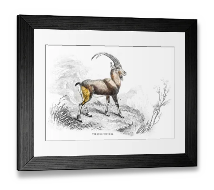 Framed Print : European ibex lithograph 1884 Framed Print : European ibex lithograph 1884