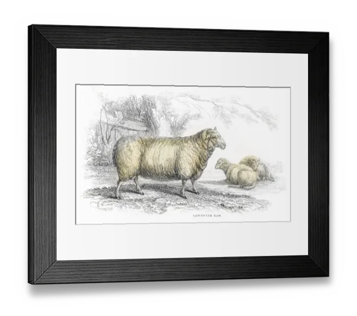 Framed Print : Leicester ram lithograph 1884 Framed Print : Leicester ram lithograph 1884