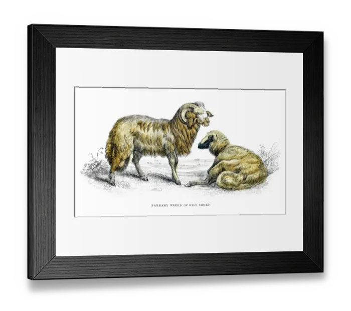 Framed Print : Wild sheep lithograph 1884 Framed Print : Wild sheep lithograph 1884