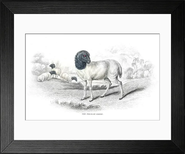 Framed Print : Persian sheep lithograph 1884 Framed Print : Persian sheep lithograph 1884