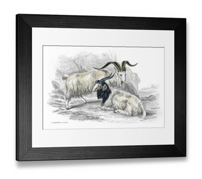 Framed Print : Cashmere goats lithograph 1884