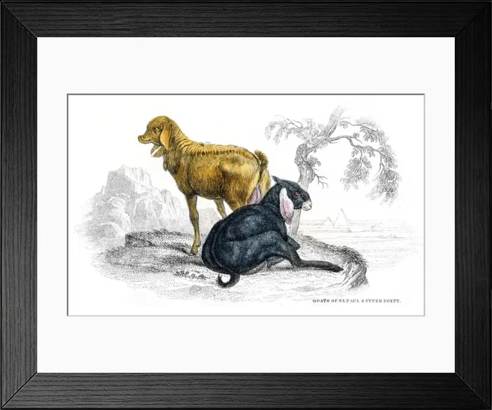 Framed Print : Goats lithograph 1884