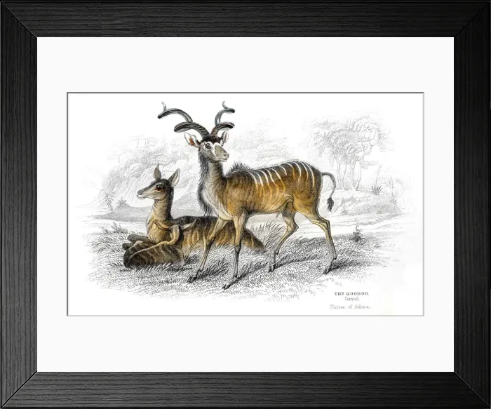 Framed Print : Kudu antelope lithograph 1884 Framed Print : Kudu antelope lithograph 1884