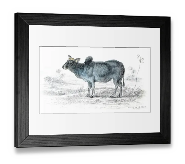 Framed Print : Indian ox lithograph 1884 Framed Print : Indian ox lithograph 1884